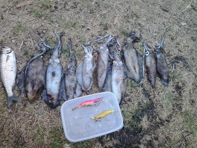 Land based squidding session today.  6 in 6 casts 9 in total